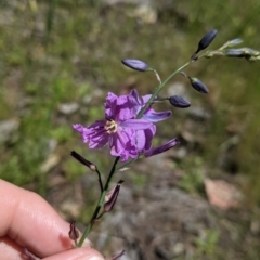 Arthropodium strictum (Chocolate Lily) at Talgarno, VIC - 19 Oct 2021 by Darcy