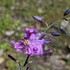 Arthropodium strictum at Talgarno, VIC - 19 Oct 2021 01:53 PM