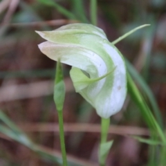 Pterostylis baptistii (King Greenhood) at Broulee Moruya Nature Observation Area - 19 Oct 2021 by LisaH