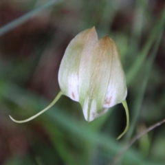 Pterostylis baptistii at Moruya, NSW - suppressed