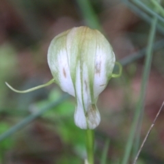 Pterostylis baptistii at Moruya, NSW - suppressed