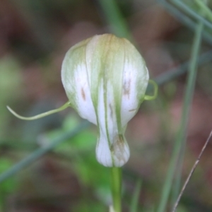 Pterostylis baptistii at Moruya, NSW - 19 Oct 2021