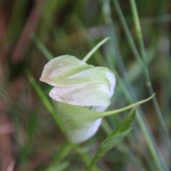Pterostylis baptistii at Moruya, NSW - suppressed