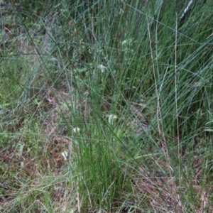 Pterostylis baptistii at Moruya, NSW - 19 Oct 2021