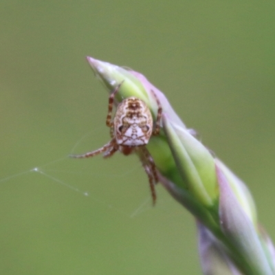 Unidentified Spider (Araneae) at Broulee Moruya Nature Observation Area - 19 Oct 2021 by LisaH
