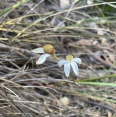 Caladenia moschata (Musky caps) at Molonglo Valley, ACT - 19 Oct 2021 by lbradley