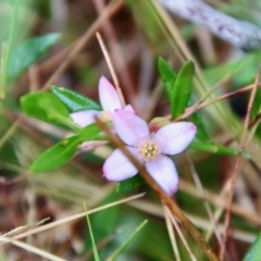 Boronia polygalifolia (Dwarf Boronia) at Broulee Moruya Nature Observation Area - 19 Oct 2021 by LisaH