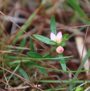 Boronia polygalifolia at Moruya, NSW - suppressed