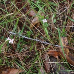 Boronia polygalifolia at Moruya, NSW - suppressed