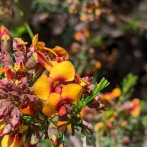 Dillwynia sericea at Talgarno, VIC - 19 Oct 2021