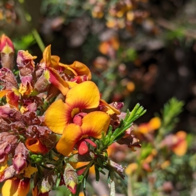 Dillwynia sericea (Egg And Bacon Peas) at Talgarno, VIC - 19 Oct 2021 by Darcy