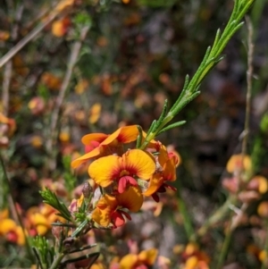 Dillwynia sericea at Talgarno, VIC - 19 Oct 2021