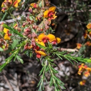 Dillwynia sericea at Talgarno, VIC - 19 Oct 2021