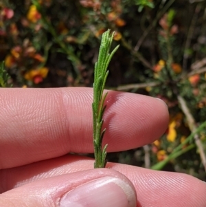 Dillwynia sericea at Talgarno, VIC - 19 Oct 2021