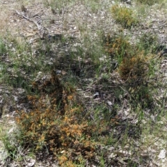 Dillwynia sericea at Talgarno, VIC - 19 Oct 2021