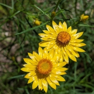 Xerochrysum viscosum at Talgarno, VIC - 19 Oct 2021 02:15 PM