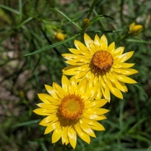 Xerochrysum viscosum at Talgarno, VIC - 19 Oct 2021