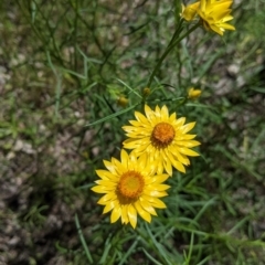 Xerochrysum viscosum at Talgarno, VIC - 19 Oct 2021