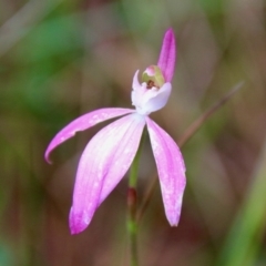 Caladenia catenata (White Fingers) at Broulee Moruya Nature Observation Area - 19 Oct 2021 by LisaH