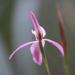 Caladenia catenata at Moruya, NSW - 19 Oct 2021