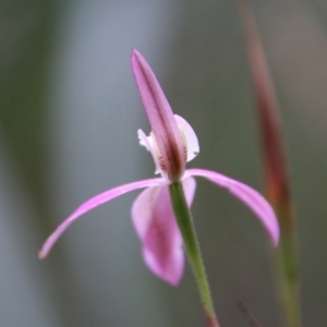 Caladenia catenata at Moruya, NSW - 19 Oct 2021