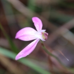 Caladenia catenata at Moruya, NSW - 19 Oct 2021