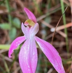 Caladenia catenata at Moruya, NSW - 19 Oct 2021