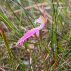 Caladenia catenata at Moruya, NSW - 19 Oct 2021