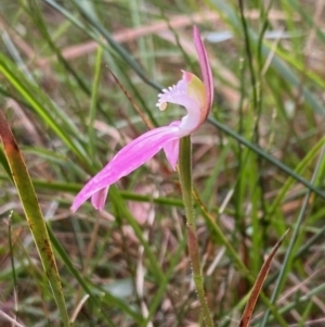 Caladenia catenata at suppressed - 19 Oct 2021