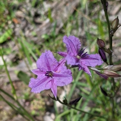 Arthropodium fimbriatum (Nodding Chocolate Lily) at Wises Creek Nature Conservation Reserve - 19 Oct 2021 by Darcy