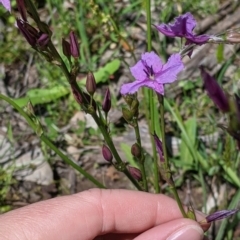 Arthropodium fimbriatum at Talgarno, VIC - 19 Oct 2021 02:17 PM