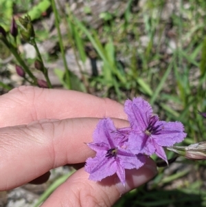 Arthropodium fimbriatum at Talgarno, VIC - 19 Oct 2021 02:17 PM