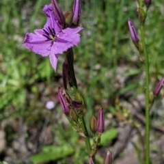 Arthropodium fimbriatum at Talgarno, VIC - 19 Oct 2021 02:17 PM