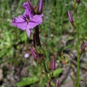 Arthropodium fimbriatum at Talgarno, VIC - 19 Oct 2021