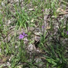 Arthropodium fimbriatum at Talgarno, VIC - 19 Oct 2021 02:17 PM