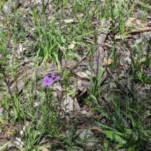 Arthropodium fimbriatum at Talgarno, VIC - 19 Oct 2021 02:17 PM