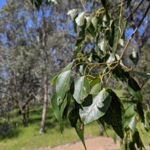 Brachychiton populneus at Talgarno, VIC - 19 Oct 2021