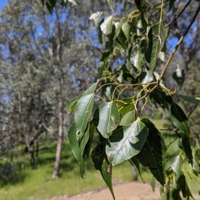Brachychiton populneus (Kurrajong) at Wises Creek Nature Conservation Reserve - 19 Oct 2021 by Darcy