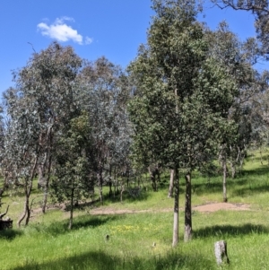 Brachychiton populneus at Talgarno, VIC - 19 Oct 2021