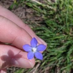 Wahlenbergia multicaulis at Talgarno, VIC - 19 Oct 2021 by Darcy