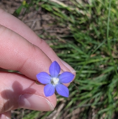 Unidentified Other Wildflower or Herb at Talgarno, VIC - 19 Oct 2021 by Darcy