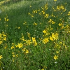 Bulbine bulbosa (Golden Lily, Bulbine Lily) at Wises Creek Nature Conservation Reserve - 19 Oct 2021 by Darcy