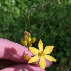 Bulbine bulbosa at Talgarno, VIC - 19 Oct 2021 02:27 PM