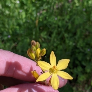Bulbine bulbosa at Talgarno, VIC - 19 Oct 2021 02:27 PM