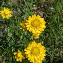 Xerochrysum viscosum (Sticky Everlasting) at Talgarno, VIC - 19 Oct 2021 by Darcy