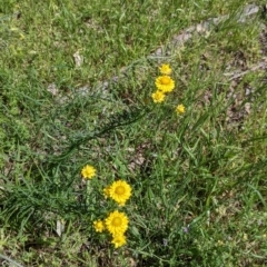 Xerochrysum viscosum at Talgarno, VIC - 19 Oct 2021