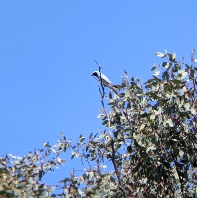 Coracina novaehollandiae (Black-faced Cuckooshrike) at Talgarno, VIC - 19 Oct 2021 by Darcy