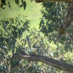 Todiramphus sanctus at Talgarno, VIC - 19 Oct 2021 02:36 PM