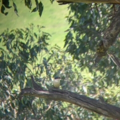 Todiramphus sanctus at Talgarno, VIC - 19 Oct 2021