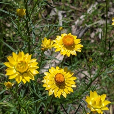 Xerochrysum viscosum (Sticky Everlasting) at Talgarno, VIC - 19 Oct 2021 by Darcy